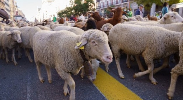 Elözönlötték a birkák a spanyol fővárost a hétvégén